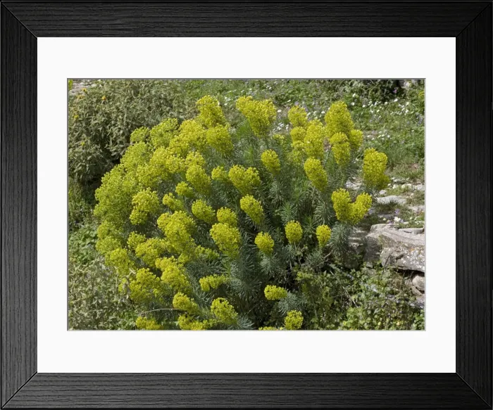 Framed Print : Large mediterranean spurge. South Greece Framed Print : Large mediterranean spurge. South Greece