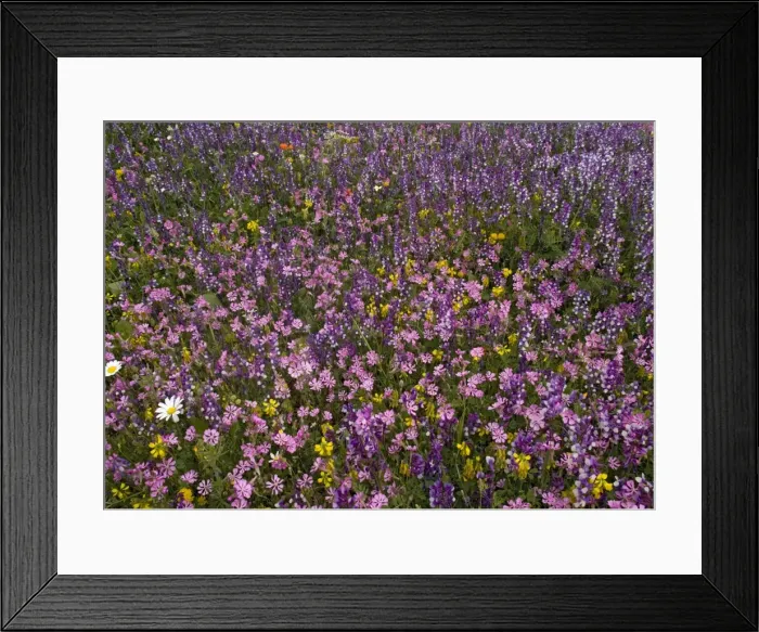 Framed Print : Spring flower display. Mani peninsula, Peloponnese: Silene colorata (pale pink), Trigonella balansae (yellow), fodder vetch (blueish) etc Framed Print : Spring flower display. Mani peninsula, Peloponnese: Silene colorata (pale pink), Trigonella balansae (yellow), fodder vetch (blueish) etc