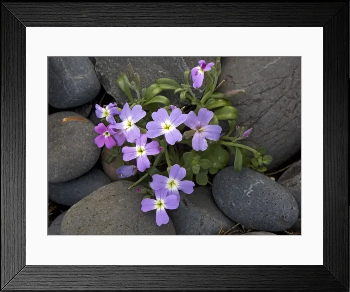 Framed Print : A type of stock, growing on coastal shingle. Chios, Greece Framed Print : A type of stock, growing on coastal shingle. Chios, Greece