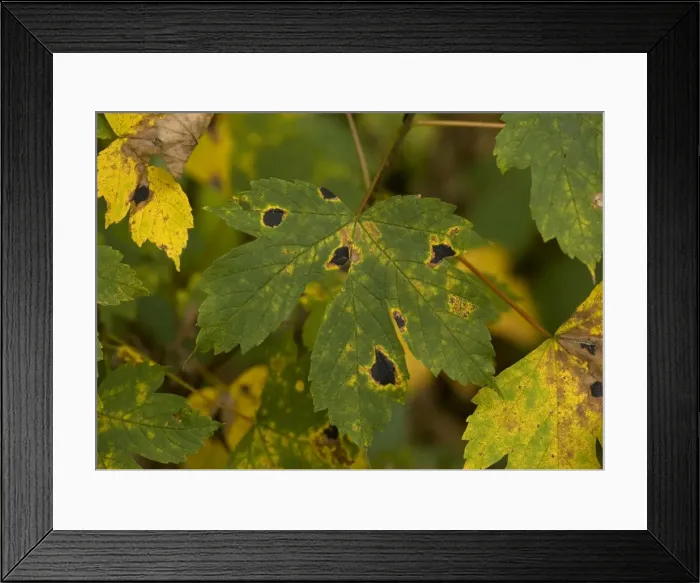 Framed Print : Tar spot fungus on sycamore leaf, in autumn Framed Print : Tar spot fungus on sycamore leaf, in autumn