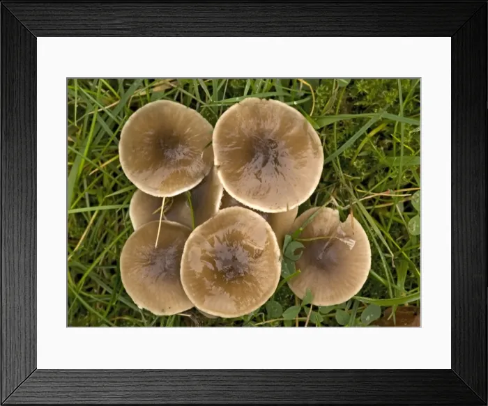 Framed Print : A waxcap in old grassland. Species with strong nitrous smell