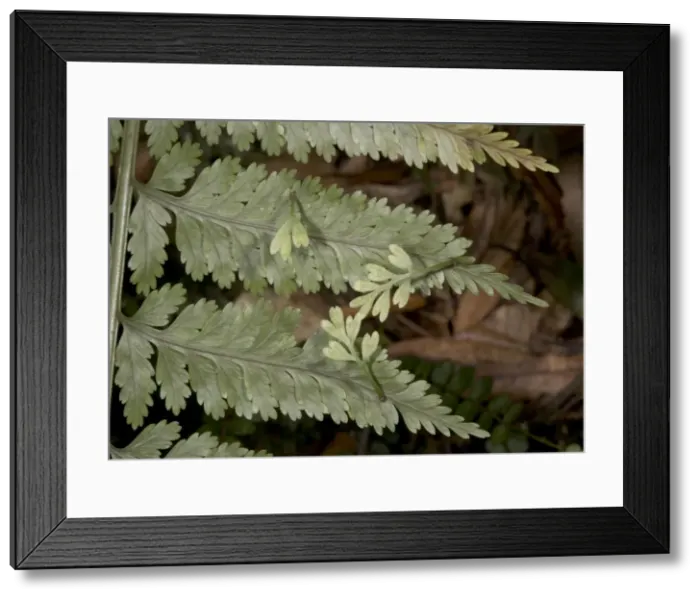 Framed Print : Hen and chickens fern, showing viviparous production of new plantlets. Woodland. North Island, New Zealand Framed Print : Hen and chickens fern, showing viviparous production of new plantlets. Woodland. North Island, New Zealand