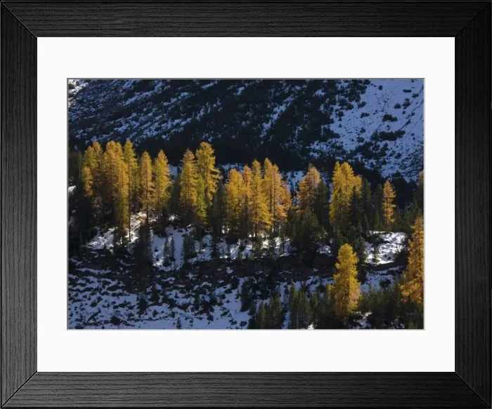 Framed Print : Common Larches in autumn, in the Swiss National Park, just west of Zernez. Switzerland Framed Print : Common Larches in autumn, in the Swiss National Park, just west of Zernez. Switzerland