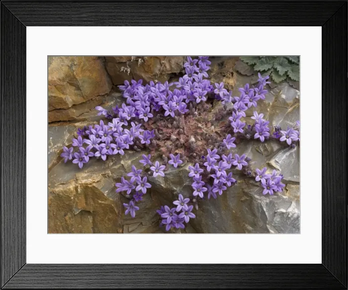 Framed Print : An endemic Peloponnese rock bellflower. Mani peninsula. Greece