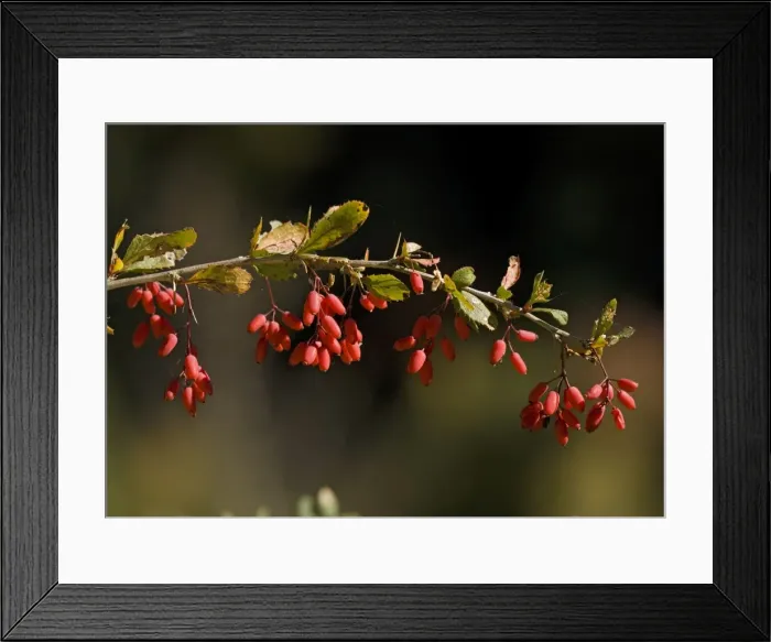 Framed Print : Common Barberry, in fruit. Autumn Framed Print : Common Barberry, in fruit. Autumn