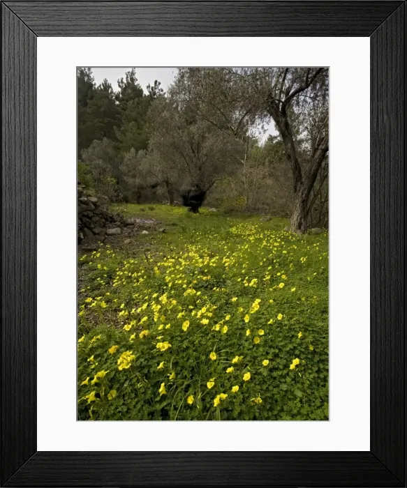 Framed Print : Mass of Bermuda buttercup, (single and double forms) taking over cultivated terraces. Introduced from South Africa Framed Print : Mass of Bermuda buttercup, (single and double forms) taking over cultivated terraces. Introduced from South Africa
