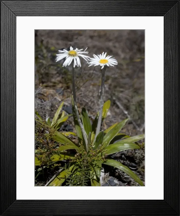 Framed Print : Cotton daisy, North Island, New Zealand. Endemic