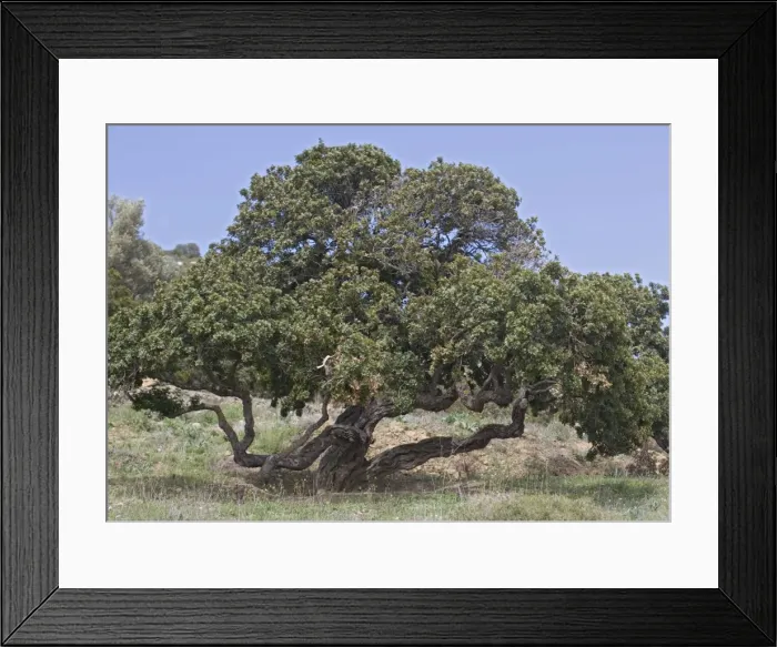 Framed Print : Pistacia lentiscus var chia - Chios, Greece Framed Print : Pistacia lentiscus var chia - Chios, Greece