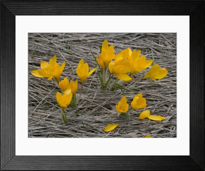 Framed Print : An orange mountain Crocus on Mt. Menalo, S. Greece Framed Print : An orange mountain Crocus on Mt. Menalo, S. Greece