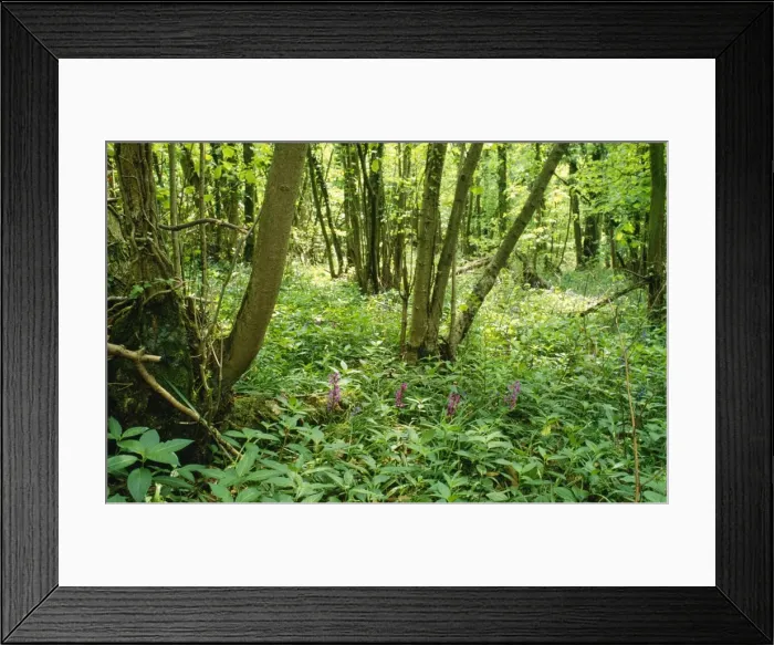 Framed Print : Hazel Coppice - woodland flowers, early purple Orchids & Herb Paris. Brigsteer Wood National Trust, Cumbria, UK Framed Print : Hazel Coppice - woodland flowers, early purple Orchids & Herb Paris. Brigsteer Wood National Trust, Cumbria, UK