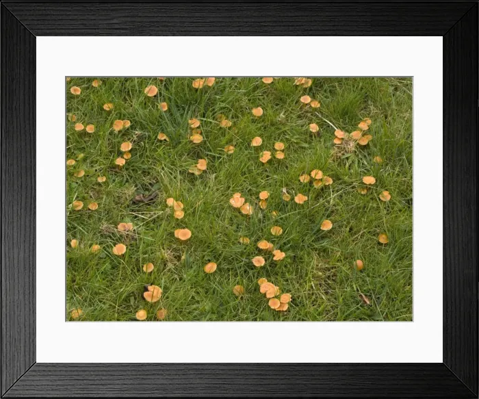 Framed Print : Mass of waxcaps in old unfertilised grassland; autumn Framed Print : Mass of waxcaps in old unfertilised grassland; autumn