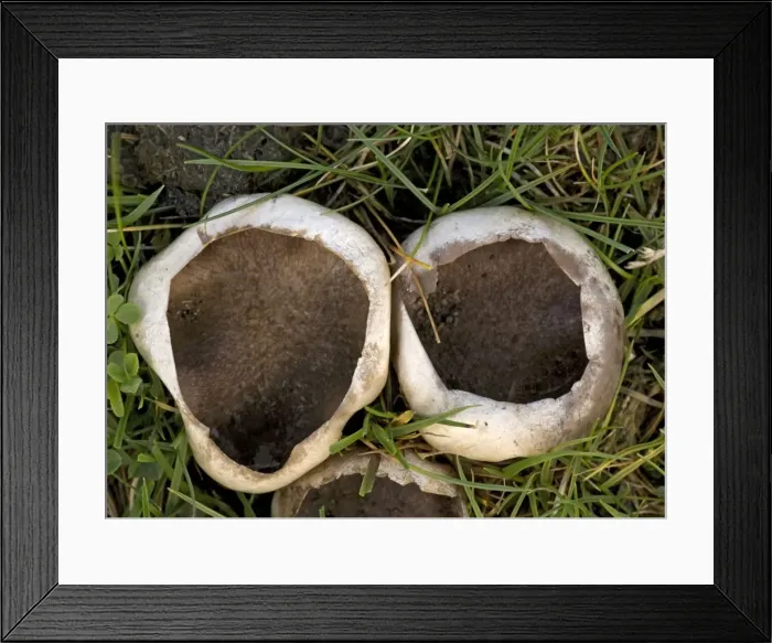 Framed Print : A type of puff-ball Framed Print : A type of puff-ball