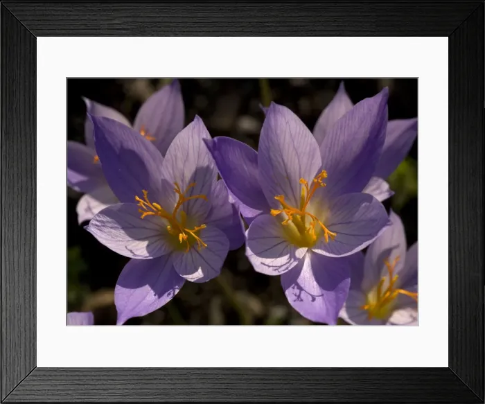 Framed Print : An autumn-flowering crocus from Greece and southern yugoslavia Framed Print : An autumn-flowering crocus from Greece and southern yugoslavia