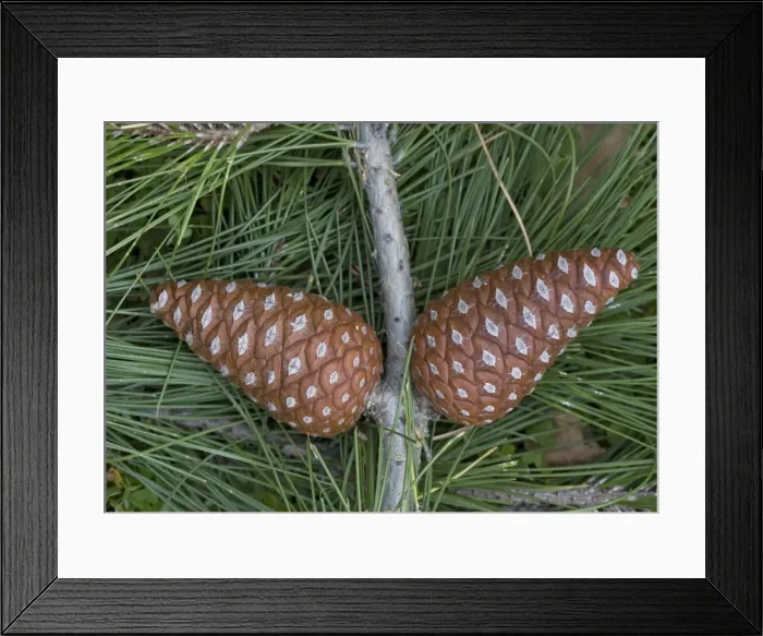 Framed Print : Calabrian pine, foliage and cones Framed Print : Calabrian pine, foliage and cones