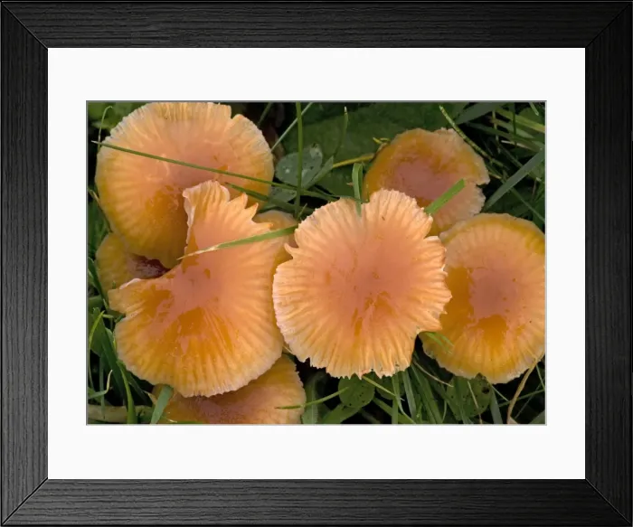 Framed Print : Mass of waxcaps in old unfertilised grassland; autumn Framed Print : Mass of waxcaps in old unfertilised grassland; autumn