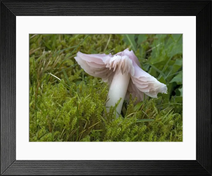 Framed Print : A waxcap, the pink ballerina in ancient turf. Old churchyard Framed Print : A waxcap, the pink ballerina in ancient turf. Old churchyard