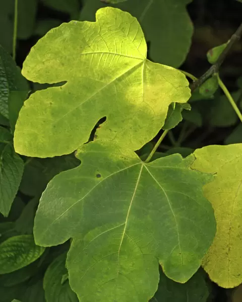 Fig leaf. Autumn