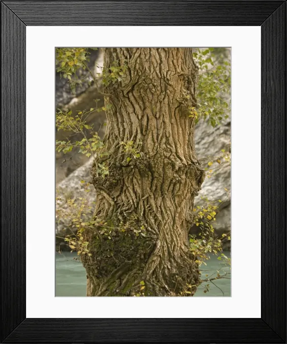 Framed Print : Black poplar trunk and bark. Riverside tree Framed Print : Black poplar trunk and bark. Riverside tree