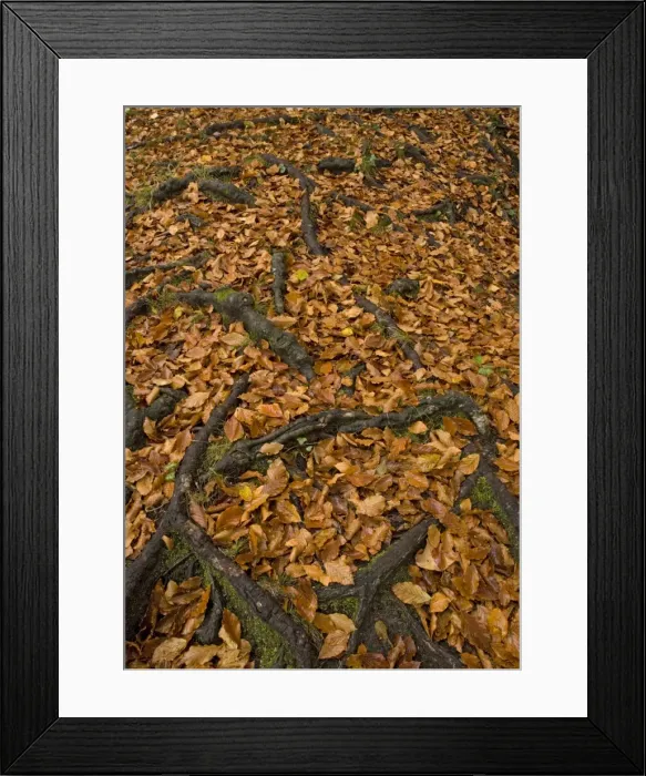 Framed Print : Exposed roots of beech, in autumn. Shallow-rooted tree Framed Print : Exposed roots of beech, in autumn. Shallow-rooted tree