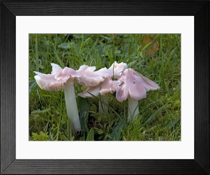 Framed Print : A waxcap, the pink ballerina in ancient turf. Old churchyard Framed Print : A waxcap, the pink ballerina in ancient turf. Old churchyard