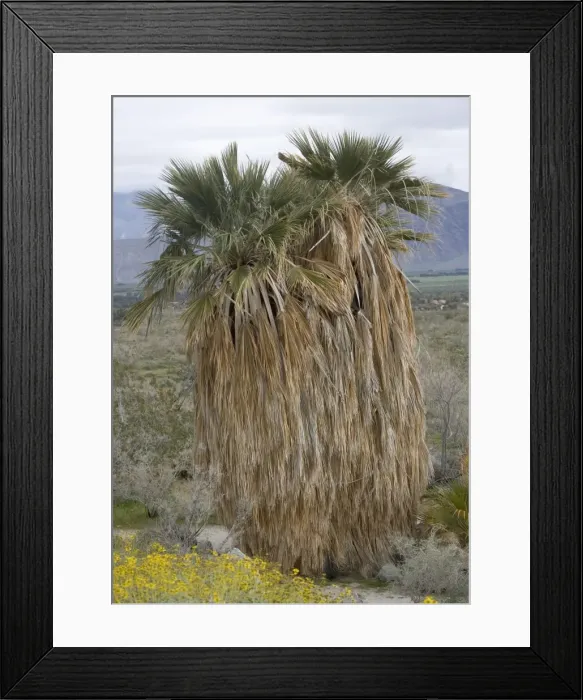 Framed Print : Fan Palms - in the Sonoran desert. Anzo-Barrego Framed Print : Fan Palms - in the Sonoran desert. Anzo-Barrego
