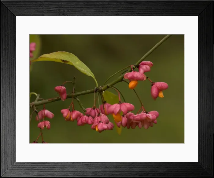 Framed Print : Spindle in autumn: berries with arils Framed Print : Spindle in autumn: berries with arils