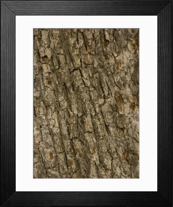 Framed Print : Bark of old field maple tree Framed Print : Bark of old field maple tree