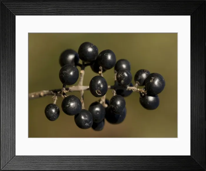 Framed Print : Berries of common privet Framed Print : Berries of common privet