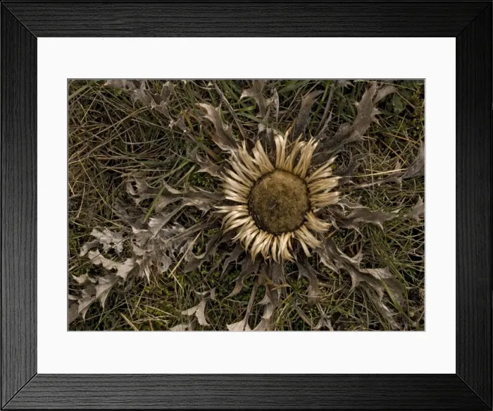 Framed Print : A stemless carline thistle, widely used as a good luck charm, hung on doors Framed Print : A stemless carline thistle, widely used as a good luck charm, hung on doors