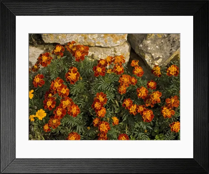 Framed Print : French marigolds, by dry stone wall Framed Print : French marigolds, by dry stone wall