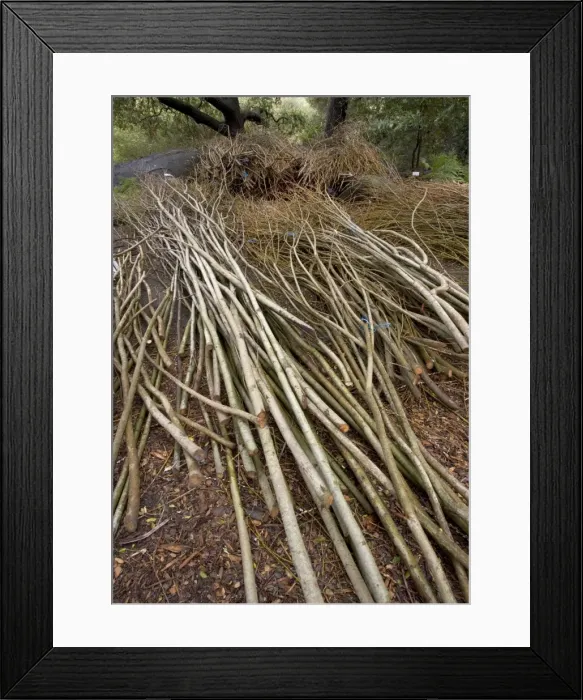 Framed Print : Willow Withies - Piles, ready for use in making a willow sculpture Framed Print : Willow Withies - Piles, ready for use in making a willow sculpture