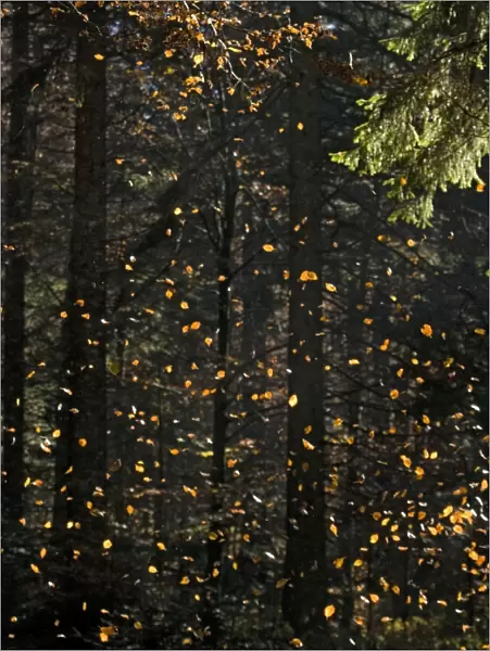 Beech Tree - Falling leaves