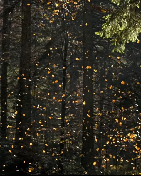 Beech Tree - Falling leaves