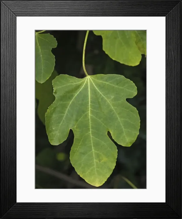 Framed Print : Fig leaf. Autumn Framed Print : Fig leaf. Autumn