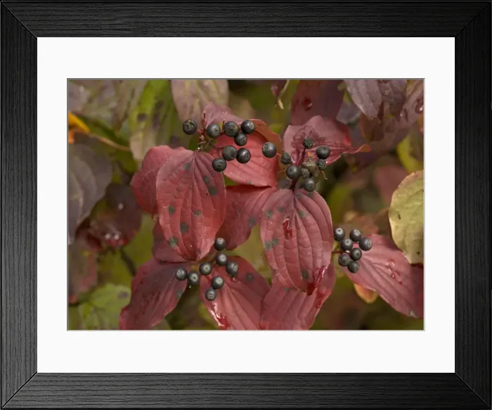 Framed Print : Dogwood, autumn colour with berries. (= Thelycrania)