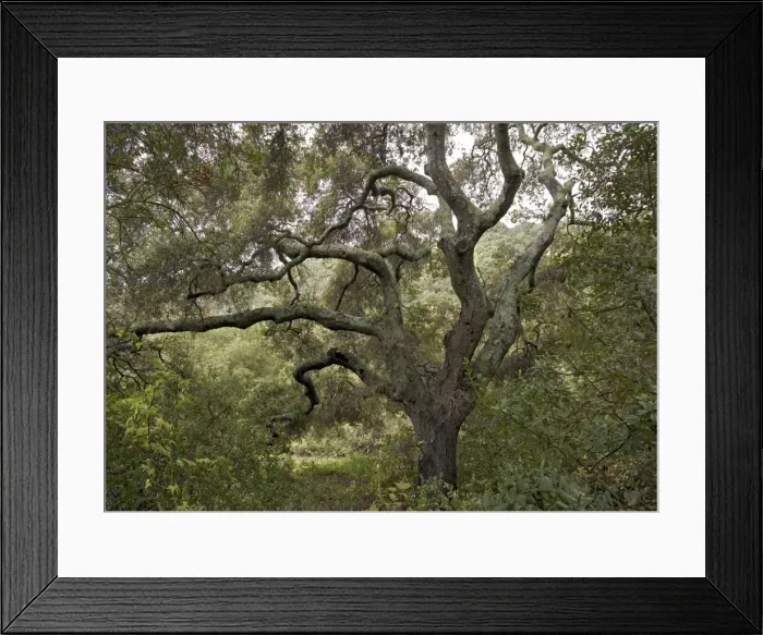 Framed Print : Coast Live Oak Framed Print : Coast Live Oak