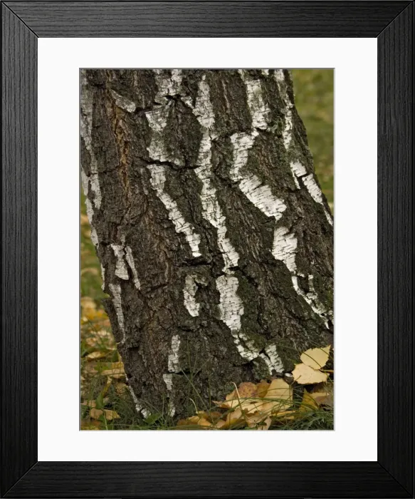 Framed Print : Silver birch Tree in autumn Framed Print : Silver birch Tree in autumn