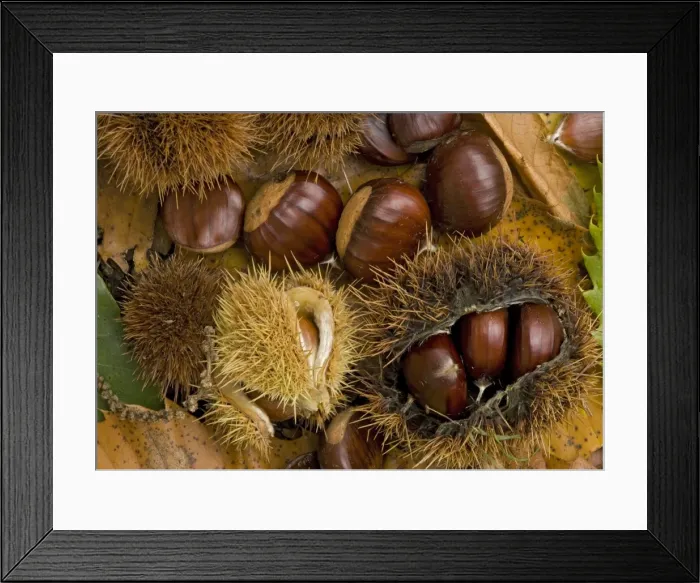 Framed Print : Sweet chestnut in autumn: Fallen chestnuts / Conkers Framed Print : Sweet chestnut in autumn: Fallen chestnuts / Conkers