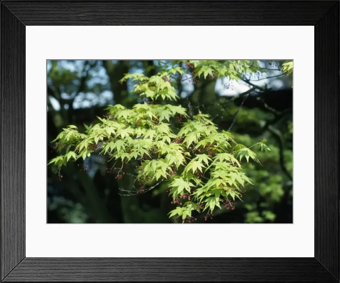 Framed Print : Maple. ROG-1184. ACER - MAPLE. Acer Palmatum Framed Print : Maple. ROG-1184. ACER - MAPLE. Acer Palmatum