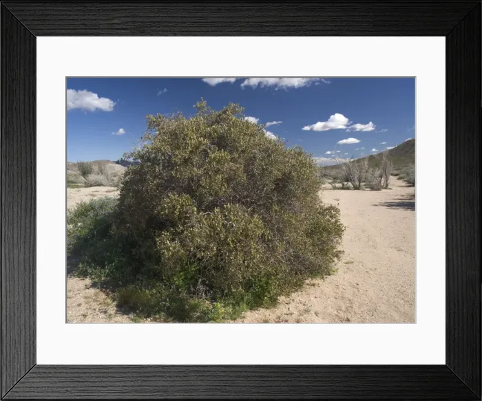 Framed Print : Simmondsia chinensis Framed Print : Simmondsia chinensis