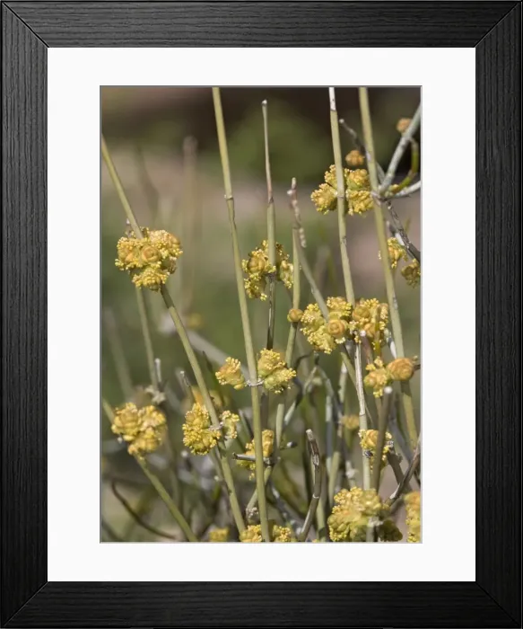 Framed Print : Mormon Tea / Green Ephedra - with male flowers Framed Print : Mormon Tea / Green Ephedra - with male flowers