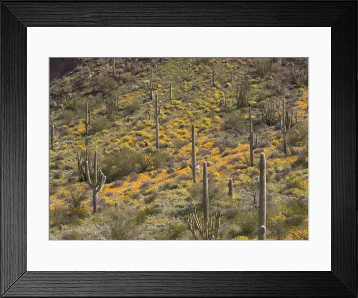 Framed Print : Mexican Gold Poppy Organ Pipes National Monument Framed Print : Mexican Gold Poppy Organ Pipes National Monument