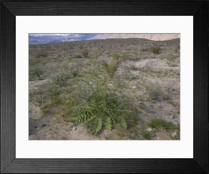 Framed Print : Brassica tournefortii Framed Print : Brassica tournefortii