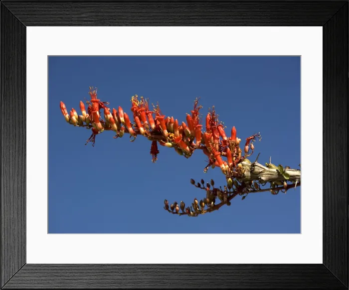 Framed Print : Ocotillo / candlewood - adapted to desert life, able to sprout leaves whenever it rains. In flower Framed Print : Ocotillo / candlewood - adapted to desert life, able to sprout leaves whenever it rains. In flower