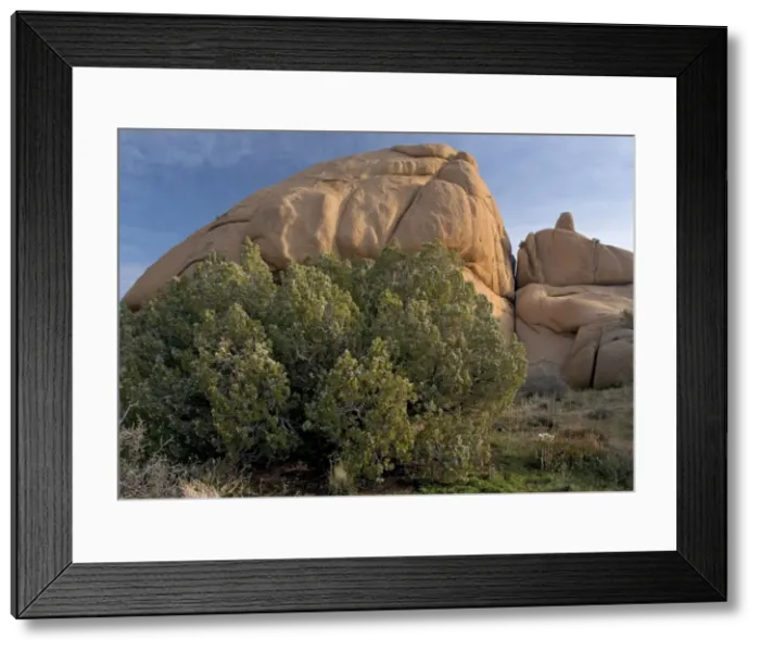 Framed Print : Californian Juniper Bush - with immature fruit, on granite Framed Print : Californian Juniper Bush - with immature fruit, on granite