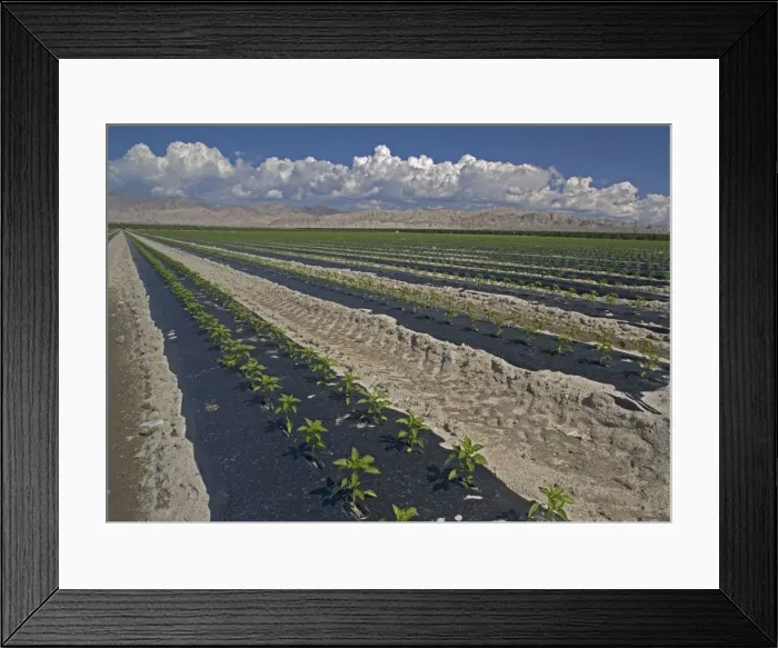 Framed Print : Sweet Peppers - Extensive irrigated cultivation in southern Central Valley near Mecca, California Framed Print : Sweet Peppers - Extensive irrigated cultivation in southern Central Valley near Mecca, California