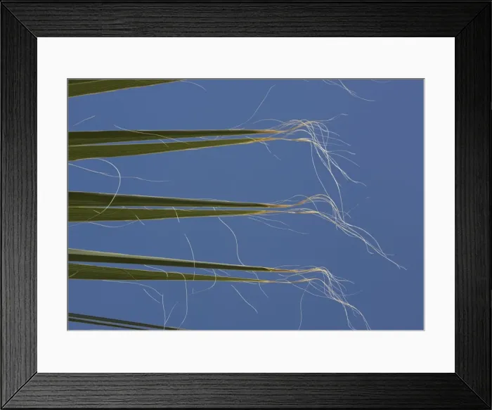 Framed Print : Californian / Desert Fan Palm - leaves Framed Print : Californian / Desert Fan Palm - leaves