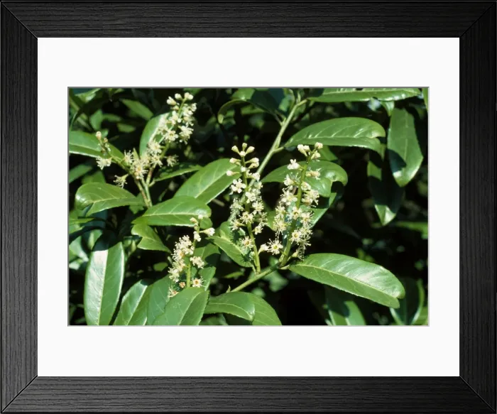 Framed Print : Laurel. ROG-1185. LAUREL. Bob Gibbons. Please note that prints are for Framed Print : Laurel. ROG-1185. LAUREL. Bob Gibbons. Please note that prints are for