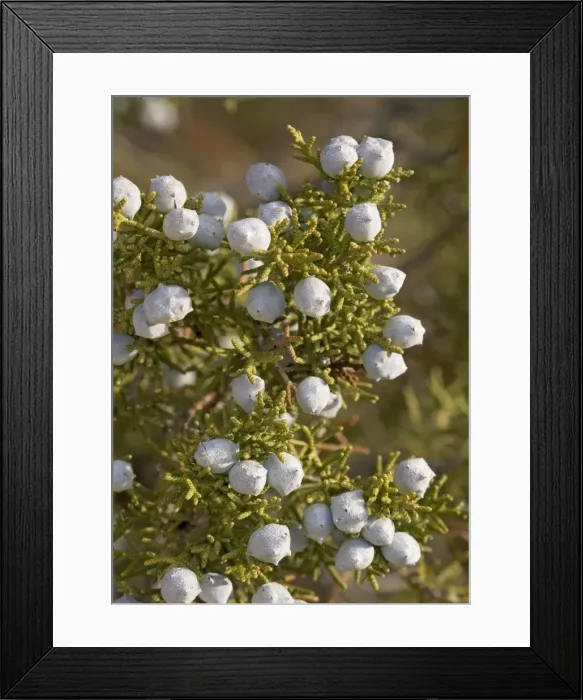 Framed Print : Californian Juniper Bush - with immature fruit. On granite