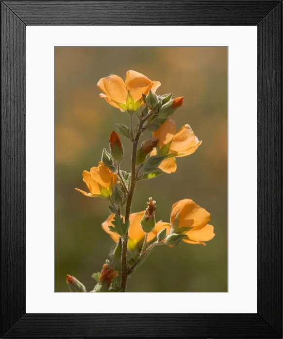 Framed Print : Globe Mallow / Desert Mallow - evening light, common desert plant Framed Print : Globe Mallow / Desert Mallow - evening light, common desert plant